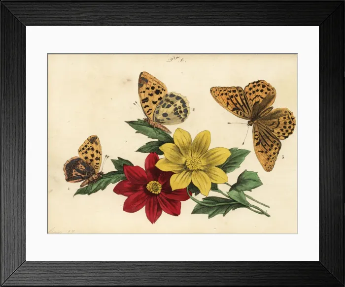 Framed Print : Fritillary butterflies Framed Print : Fritillary butterflies
