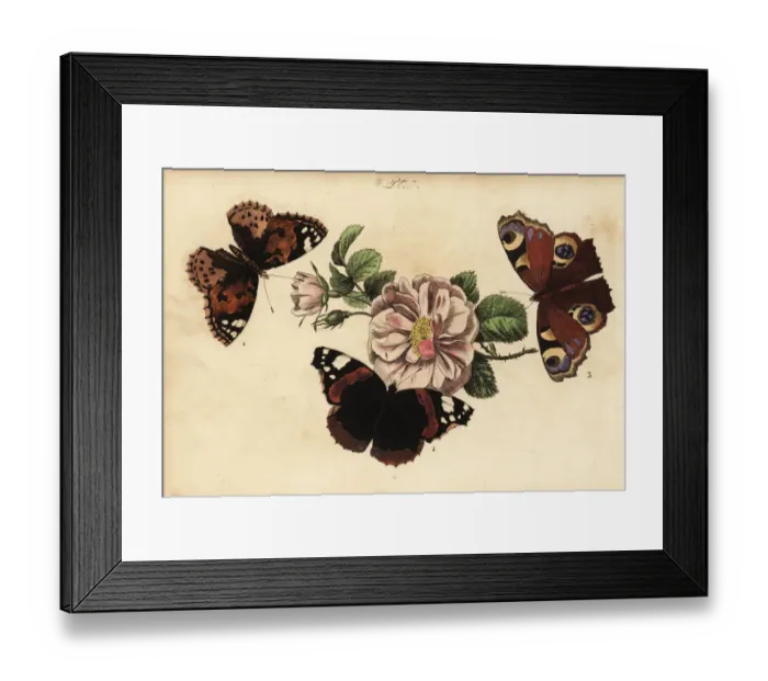 Framed Print : Painted lady, red admiral and European peacock Framed Print : Painted lady, red admiral and European peacock