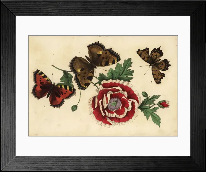 Framed Print : Large tortoiseshell, small tortoiseshell and comma Framed Print : Large tortoiseshell, small tortoiseshell and comma