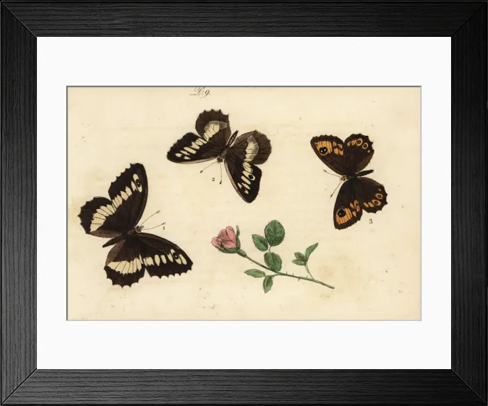 Framed Print : Great banded grayling, hermit and large wall brown butterfly Framed Print : Great banded grayling, hermit and large wall brown butterfly