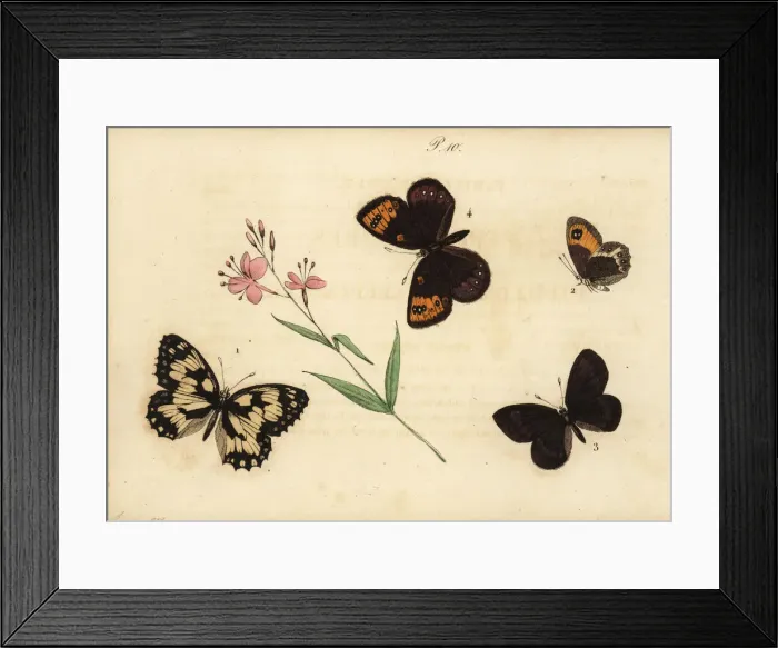 Framed Print : Marbled white, Spanish gatekeeper, almond Framed Print : Marbled white, Spanish gatekeeper, almond