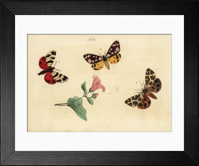 Framed Print : Hebe tiger, cream-spot tiger and garden tiger moth Framed Print : Hebe tiger, cream-spot tiger and garden tiger moth