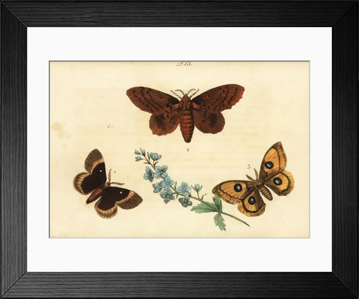 Framed Print : Oak eggar, poplar lappet and Tau emperor Framed Print : Oak eggar, poplar lappet and Tau emperor