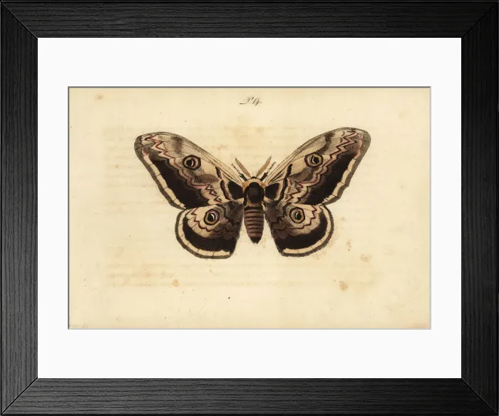 Framed Print : Giant peacock moth, Saturnia pyri Framed Print : Giant peacock moth, Saturnia pyri