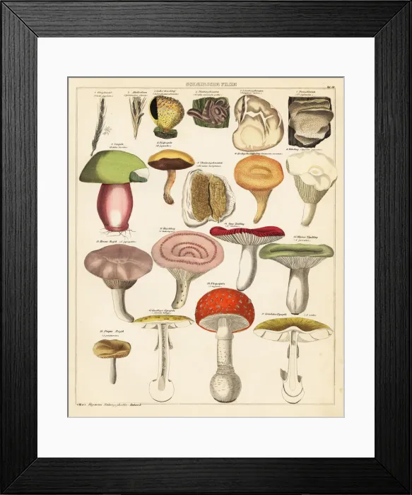 Framed Print : Mushroom varieties Framed Print : Mushroom varieties