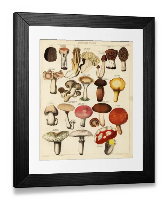 Framed Print : Edible mushroom and fungi varieties Framed Print : Edible mushroom and fungi varieties