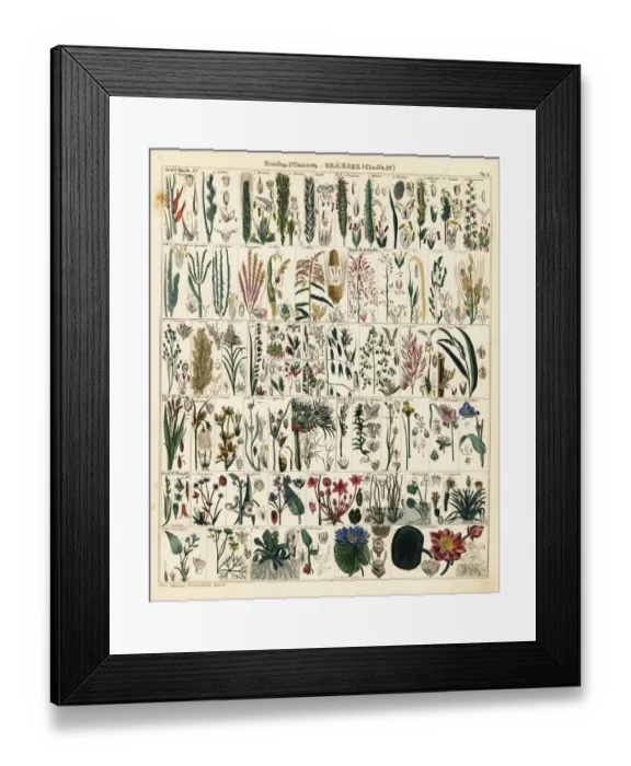 Framed Print : Grasses and grains Framed Print : Grasses and grains