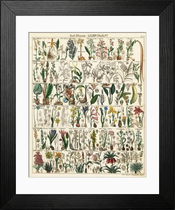 Framed Print : Lily and orchid species Framed Print : Lily and orchid species