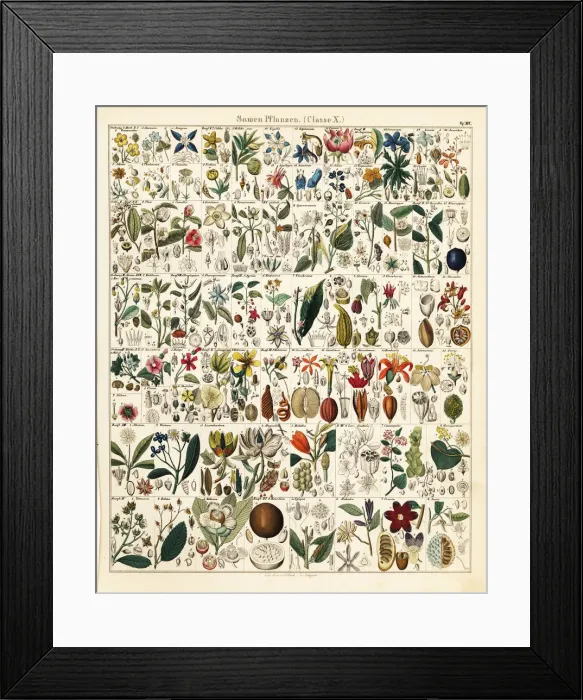 Framed Print : Seed and fruit plants Framed Print : Seed and fruit plants
