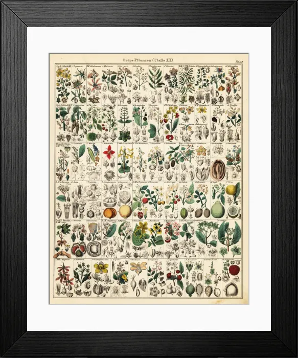 Framed Print : Fruit trees and plants Framed Print : Fruit trees and plants