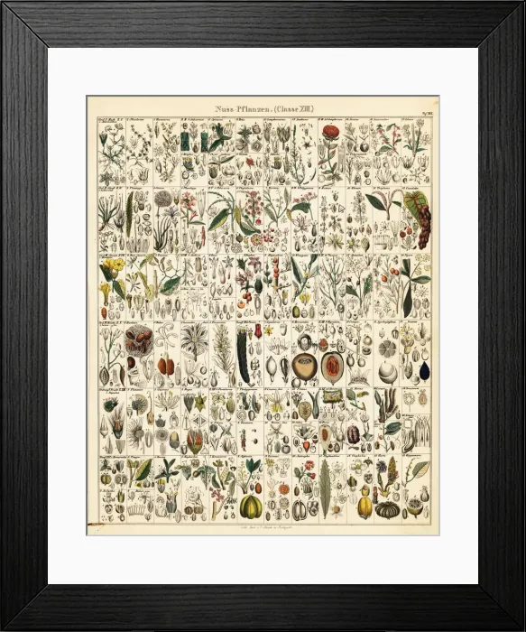 Framed Print : Fruits, nuts and seeds Framed Print : Fruits, nuts and seeds