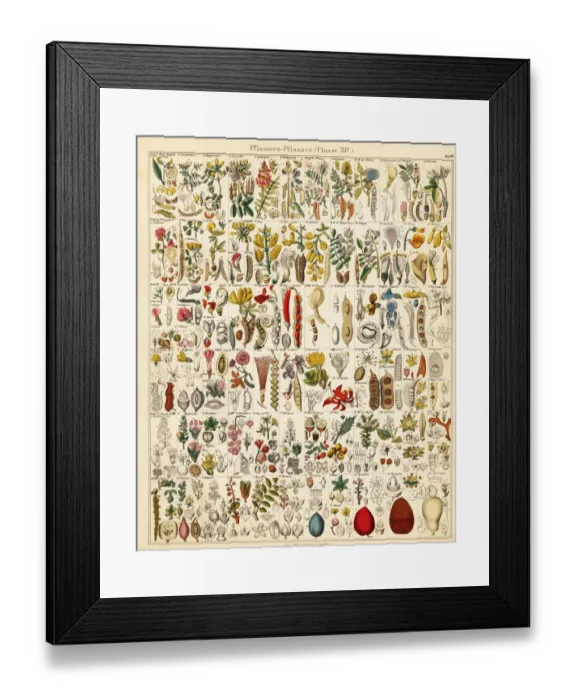 Framed Print : Fruits, nuts and seeds Framed Print : Fruits, nuts and seeds