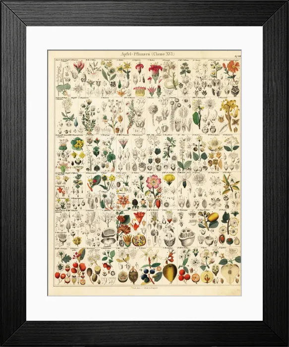 Framed Print : Fruit trees and plants Framed Print : Fruit trees and plants