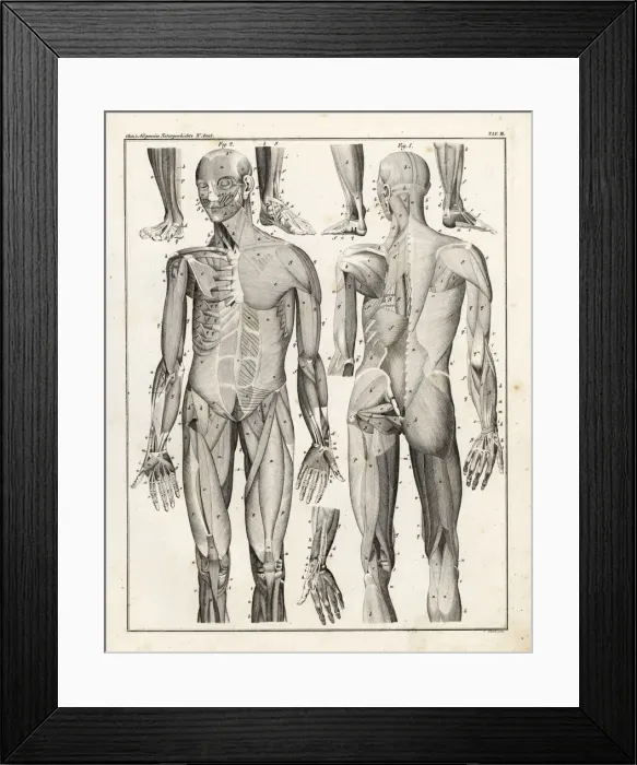 Framed Print : Anatomy of human musculature Framed Print : Anatomy of human musculature