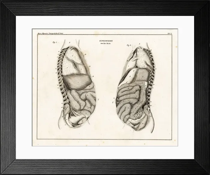 Framed Print : Anatomy of human intestines from the side Framed Print : Anatomy of human intestines from the side