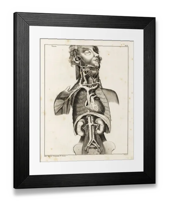 Framed Print : Anatomy of the human venal system in the upper torso Framed Print : Anatomy of the human venal system in the upper torso