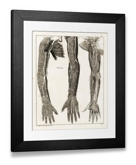 Framed Print : Anatomy of the human venal system in the arms Framed Print : Anatomy of the human venal system in the arms