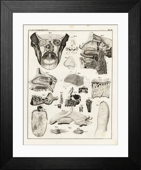 Framed Print : Anatomy of the human nose, mouth and finger Framed Print : Anatomy of the human nose, mouth and finger