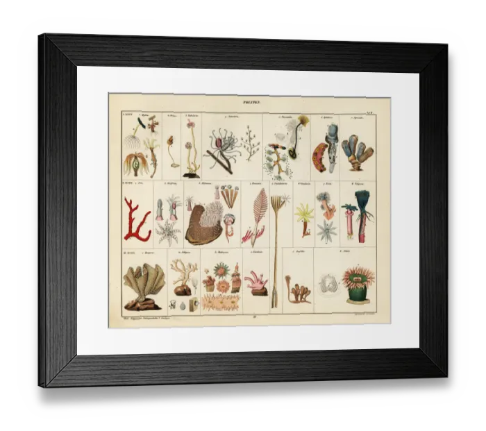 Framed Print : Varieties of corals, seafans, polyps and sea anemones Framed Print : Varieties of corals, seafans, polyps and sea anemones