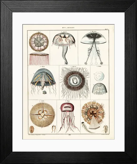 Framed Print : Varieties of jellyfish and medusae Framed Print : Varieties of jellyfish and medusae