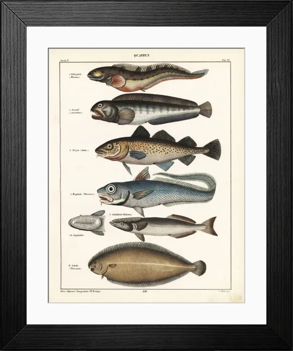 Framed Print : Fish varieties Framed Print : Fish varieties
