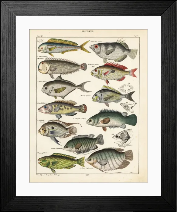Framed Print : Fish varieties Framed Print : Fish varieties