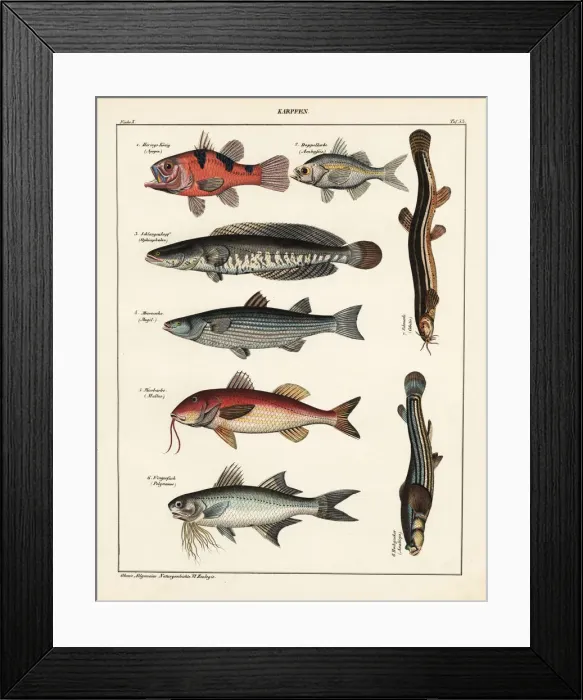 Framed Print : Fish varieties