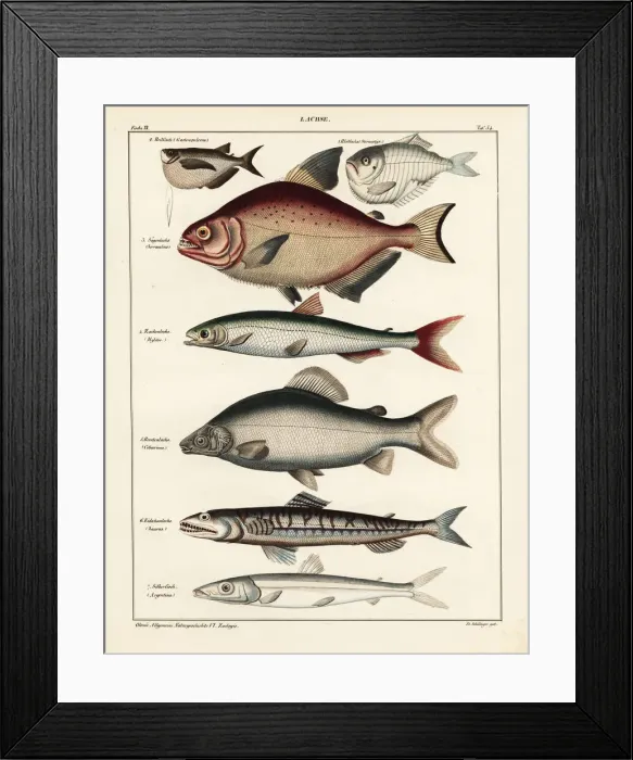 Framed Print : Fish varieties Framed Print : Fish varieties