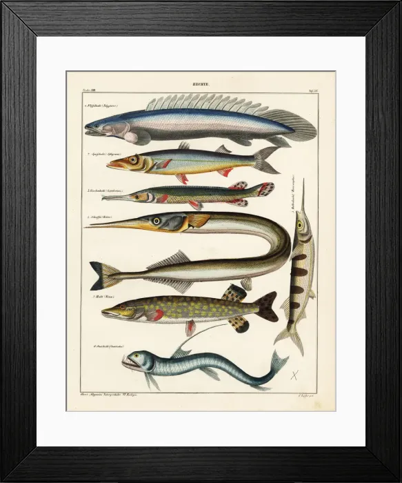 Framed Print : Fish varieties Framed Print : Fish varieties