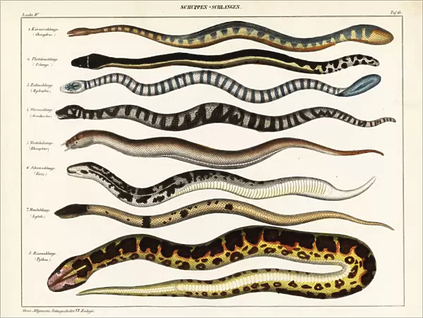 Snake species