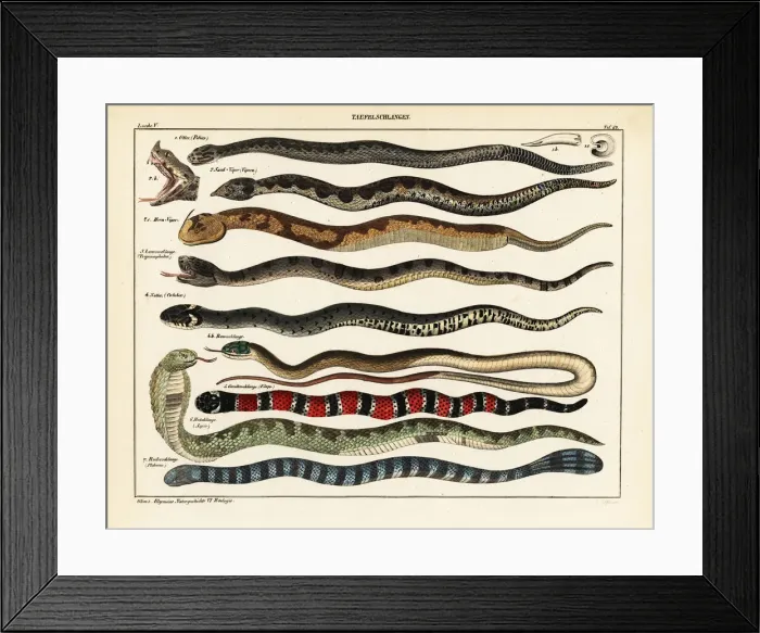 Framed Print : Snake species Framed Print : Snake species