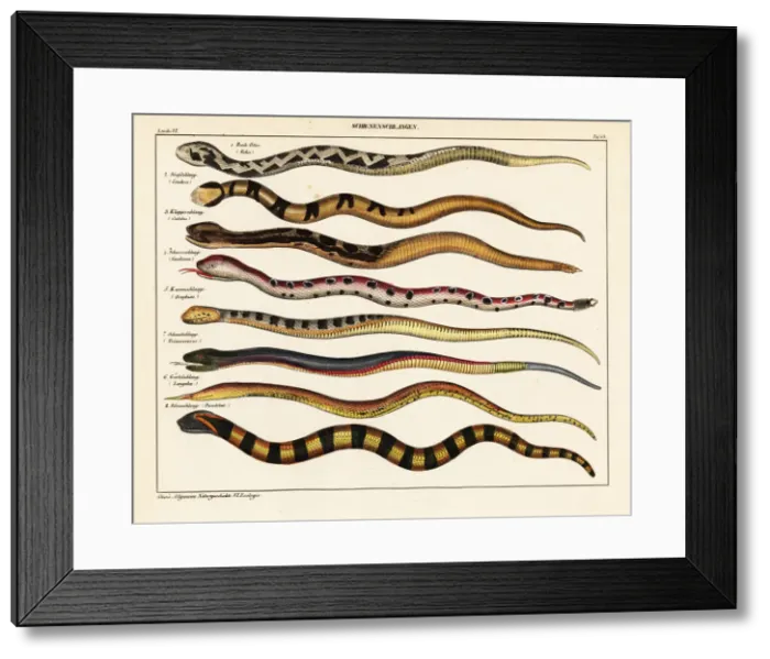 Framed Print : Snake species Framed Print : Snake species