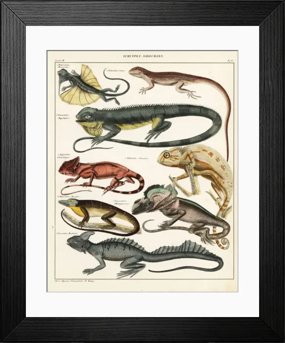 Framed Print : Lizard varieties Framed Print : Lizard varieties