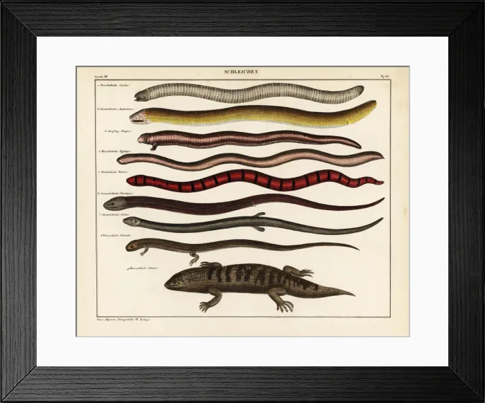 Framed Print : Lizards and skinks Framed Print : Lizards and skinks