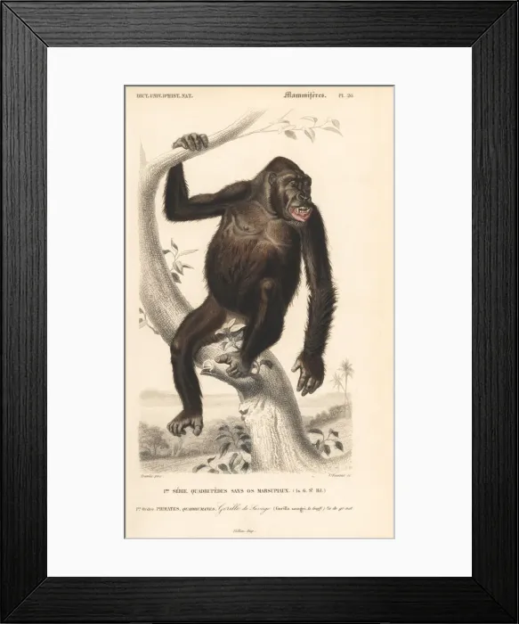 Framed Print : Western gorilla, Gorilla gorilla. Critically endangered Framed Print : Western gorilla, Gorilla gorilla. Critically endangered