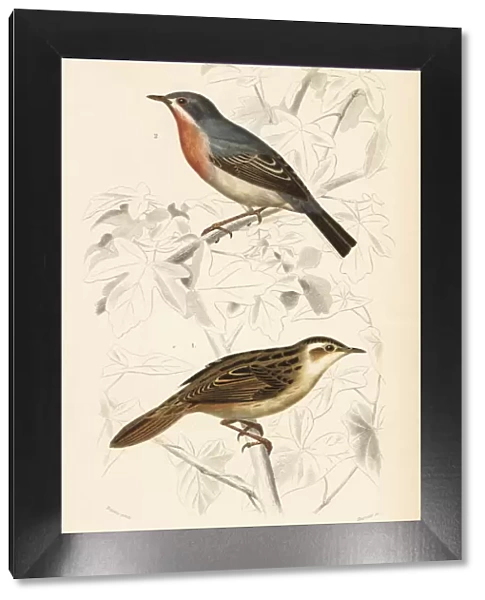 Aquatic warbler and subalpine or Moltonis warbler
