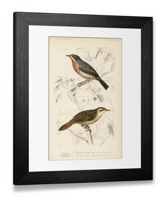Framed Print : Aquatic warbler and subalpine or Moltonis warbler Framed Print : Aquatic warbler and subalpine or Moltonis warbler
