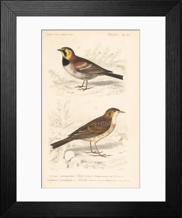 Framed Print : Richards pipit and horned or Przewalskis lark Framed Print : Richards pipit and horned or Przewalskis lark