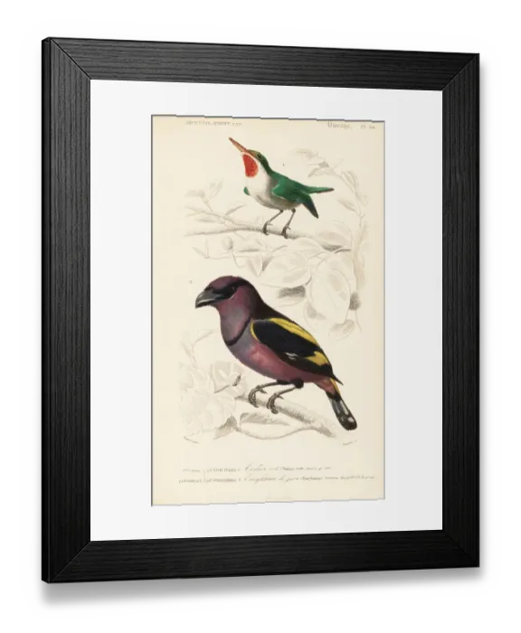 Framed Print : Jamaican tody, Todus todus, and banded broadbill Framed Print : Jamaican tody, Todus todus, and banded broadbill