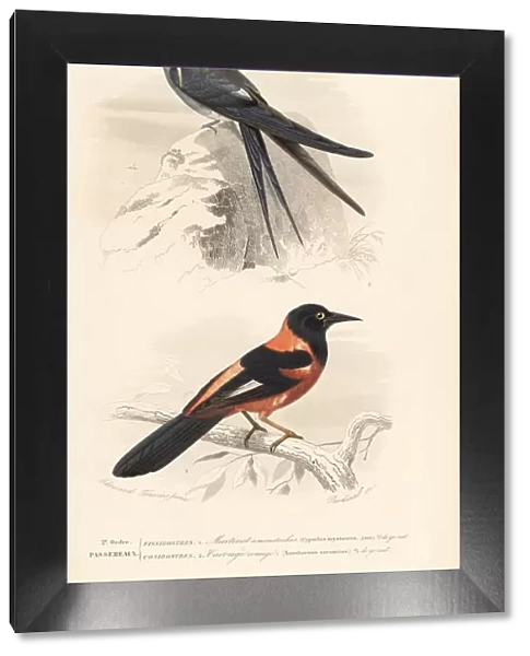 Moustached treeswift and oriole