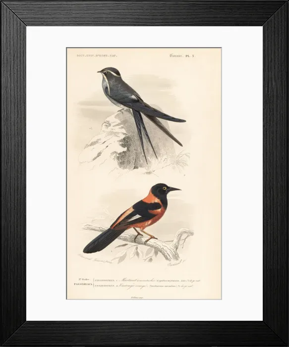 Framed Print : Moustached treeswift and oriole Framed Print : Moustached treeswift and oriole
