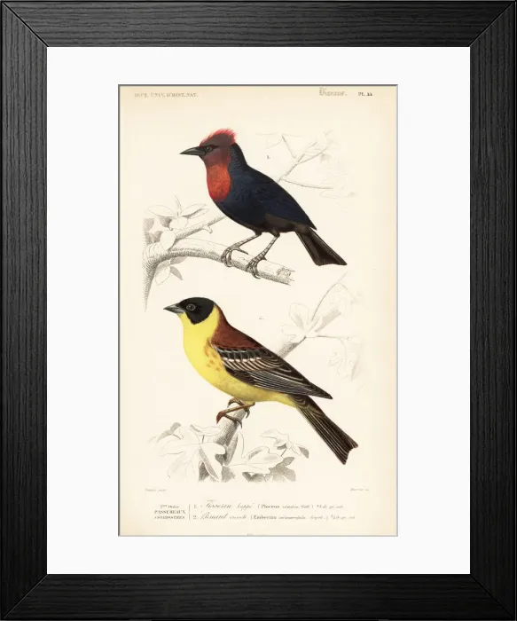 Framed Print : Crested malimbe, Malimbus malimbicus Framed Print : Crested malimbe, Malimbus malimbicus