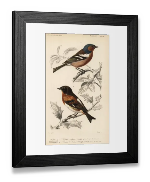 Framed Print : Chaffinch, Fringilla coelebs, and brambling Framed Print : Chaffinch, Fringilla coelebs, and brambling