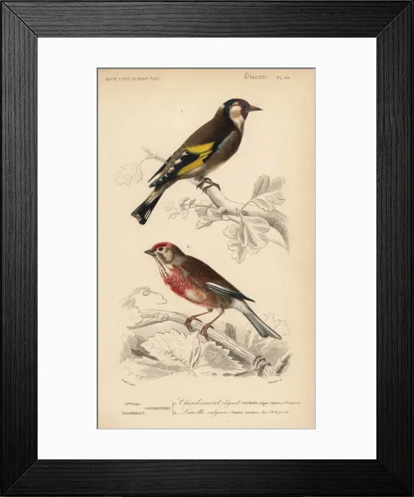 Framed Print : Goldfinch, Carduelis carduelis, and common Framed Print : Goldfinch, Carduelis carduelis, and common