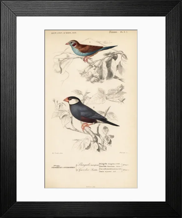 Framed Print : Red-cheeked cordon-bleu, Uraeginthus bengalus Framed Print : Red-cheeked cordon-bleu, Uraeginthus bengalus