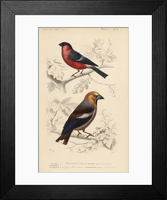 Framed Print : Hawfinch, Coccothraustes coccothraustes Framed Print : Hawfinch, Coccothraustes coccothraustes