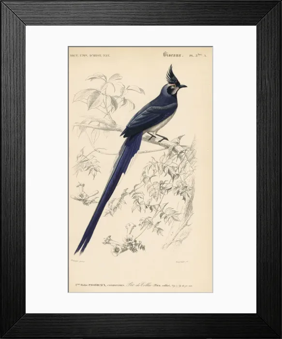 Framed Print : Black-throated magpie-jay, Calocitta colliei Framed Print : Black-throated magpie-jay, Calocitta colliei