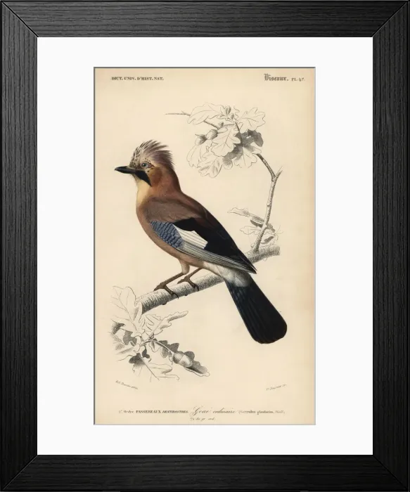 Framed Print : Eurasian jay, Garrulus glandarius Framed Print : Eurasian jay, Garrulus glandarius