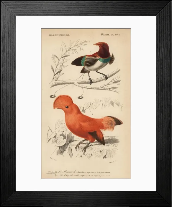 Framed Print : King bird-of-paradise, Cicinnurus regius Framed Print : King bird-of-paradise, Cicinnurus regius