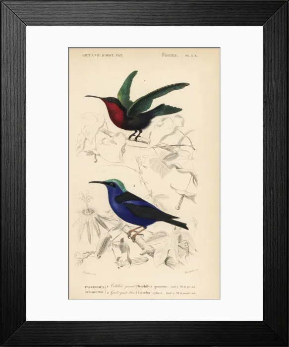 Framed Print : Purple-throated carib, Eulampis jugularis Framed Print : Purple-throated carib, Eulampis jugularis